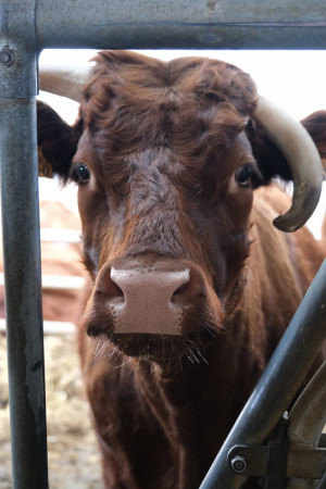 Uhlwiller - Ferme Gibsbach