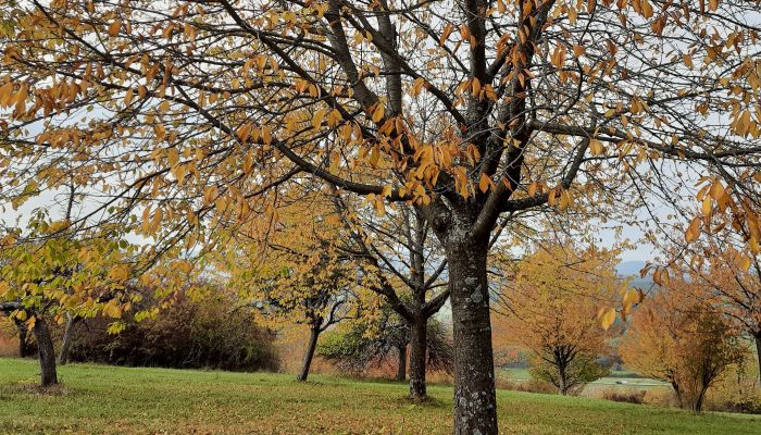 Lettre d'automne 2020 Lettre d'automne 2020